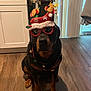 beads, cabinet, christmas, costume, curtains, decoration, dog, festive, floor, glasses, hat, holiday, indoor, jingle_bells, nutcracker, pet, reindeer, rottweiler, window, wooden_floor