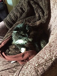 Lavande participe au concours pour gagner de l'argent avec cette photo : canidae, carnivore, cat, cat_supply, claw, comfort, companion_dog, dog_breed, domestic_short_haired_cat, felidae, fur, grey, nap, small_to_medium_sized_cats, tail, terrestrial_animal, whiskers, wood