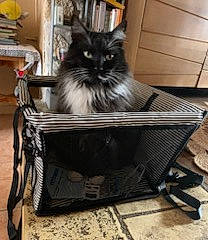 Lavande participe au concours pour gagner de l'argent avec cette photo : bag, baggage, basket, box, british_longhair, carnivore, cat, cat_supply, comfort, felidae, fur, grey, hardwood, monochrome_photography, sitting, small_to_medium_sized_cats, snout, tail, whiskers, wood