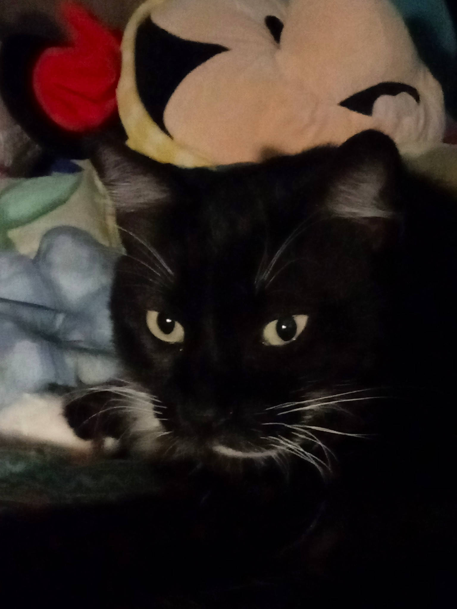 Lavande a rejoint le concours — aidez-le/la à gagner de superbes lots ! black_cat, carnivore, cat, comfort, domestic_short_haired_cat, felidae, fur, iris, pattern, small_to_medium_sized_cats, snout, tail, terrestrial_animal, whiskers