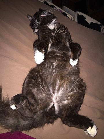 Lavande a rejoint le concours — aidez-le/la à gagner de superbes lots ! canidae, carnivore, cat, claw, comfort, companion_dog, dog_breed, ear, felidae, fur, natural_material, paw, small_to_medium_sized_cats, sporting_group, tail, tints_and_shades, whiskers