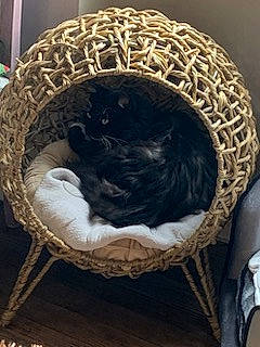 Lavande a rejoint le concours — aidez-le/la à gagner de superbes lots ! basket, cap, carnivore, cat, cat_bed, cat_supply, chair, comfort, fashion_accessory, felidae, fur, hat, headgear, small_to_medium_sized_cats, terrestrial_animal, whiskers, wicker, window, wool, woolen