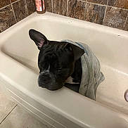 Kash is registered to the contest to win money with this photo: dog, bathtub, towel, tile_wall, soap_dispenser, bathroom, black_dog, pet, indoor, floor_tiles, animal, canine, wrapped, resting, fur, one_ear_up, unimpressed, bath, cleaning, domestic