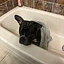dog, bathtub, towel, tile_wall, soap_dispenser, bathroom, black_dog, pet, indoor, floor_tiles, animal, canine, wrapped, resting, fur, one_ear_up, unimpressed, bath, cleaning, domestic