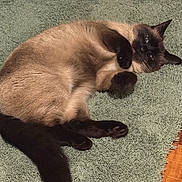 Coconut is registered to the contest to win money with this photo: cat, siamese_cat, lying_down, green_rug, indoor, pet, feline, relaxed, curious_eyes, fur, whiskers, paws, tail, domestic_animal, cozy, resting, cute, animal, soft_texture, wood_floor