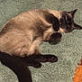 cat, siamese_cat, lying_down, green_rug, indoor, pet, feline, relaxed, curious_eyes, fur, whiskers, paws, tail, domestic_animal, cozy, resting, cute, animal, soft_texture, wood_floor
