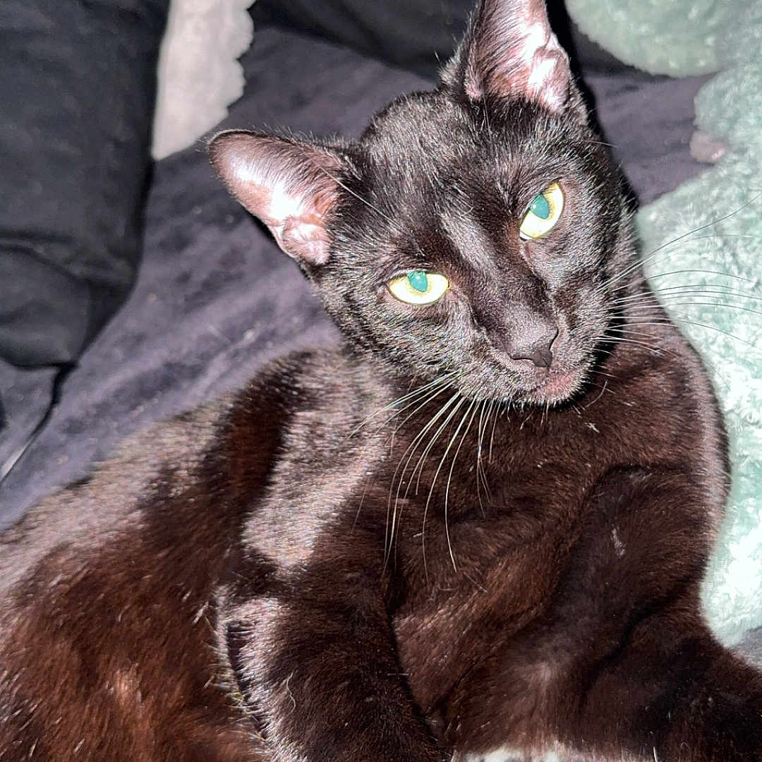 Lando participe au concours pour gagner de l'argent avec cette photo : animal, black_cat, blanket, cat, claws, closeup, couch, cozy, cute, domestic_cat, eyes, feline, fur, indoor, mammal, pet, portrait, relaxed, resting, whiskers