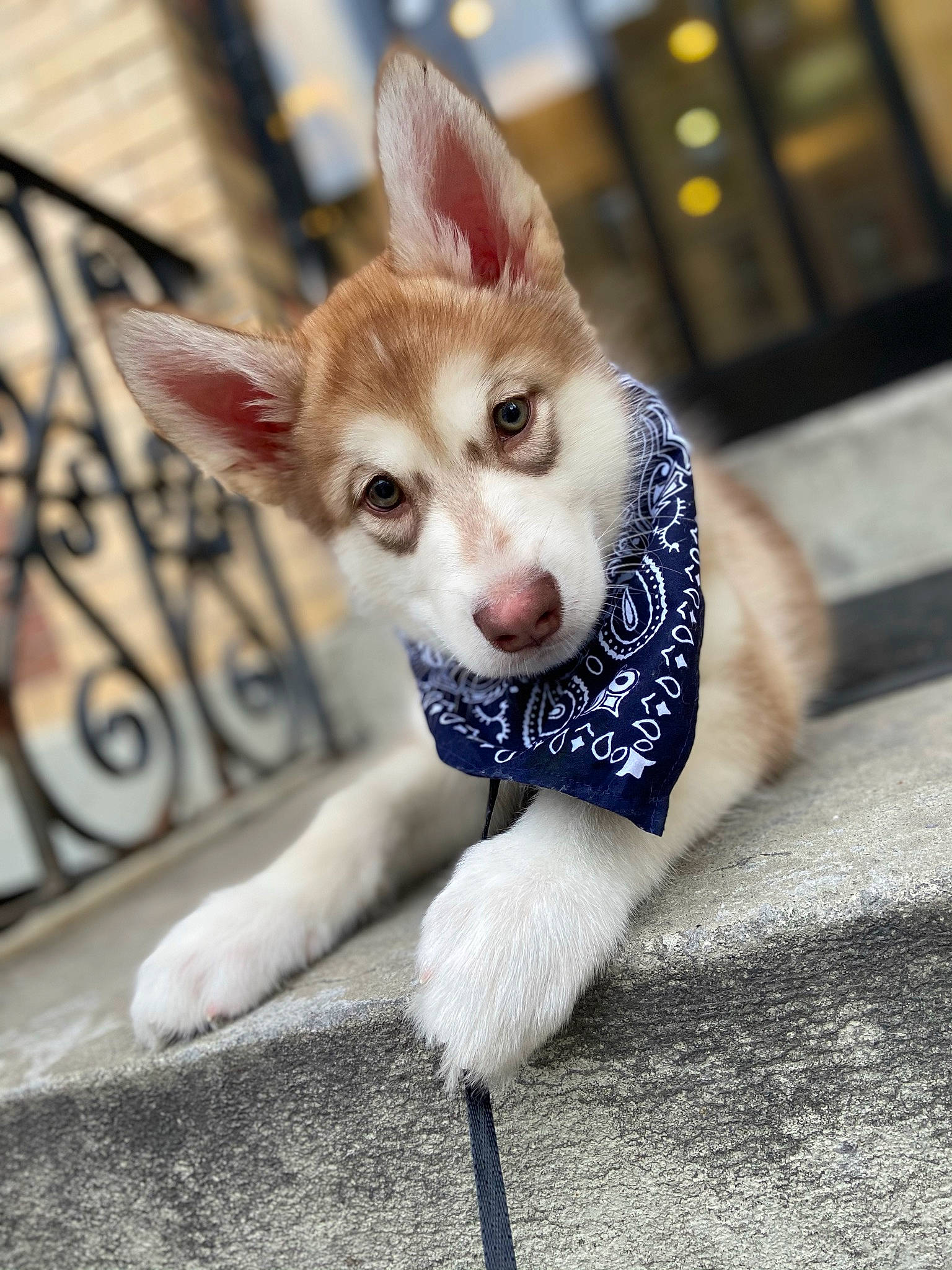 Albino joined the competition — help win amazing prizes! canidae, carnivore, companion_dog, dog, dog_breed, fawn, fence, fur, leash, paw, road_surface, small_to_medium_sized_cats, snout, sporting_group, tail, terrestrial_animal, whiskers, wildlife, window, working_animal