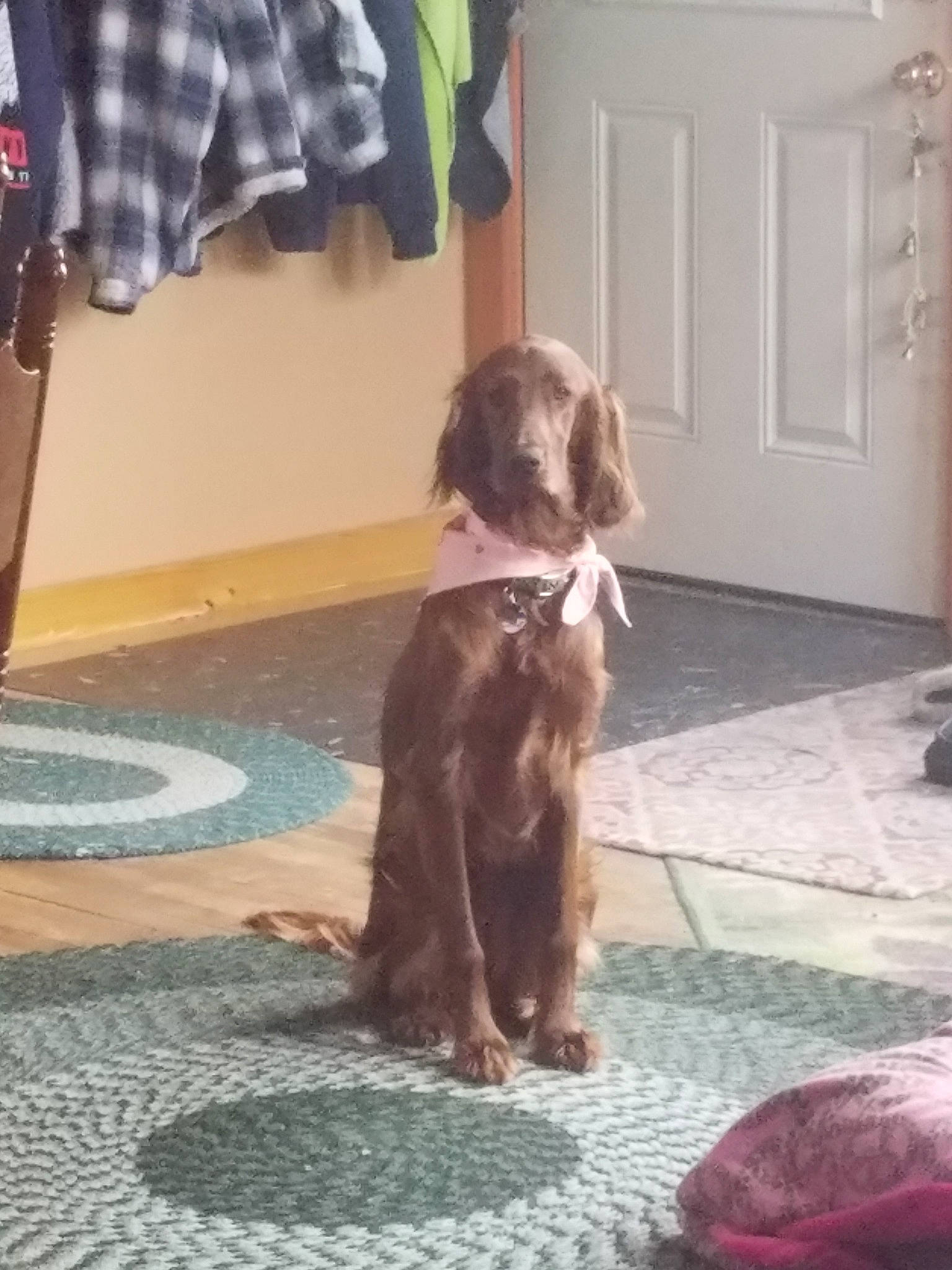 Lily Que joined the competition — help win amazing prizes! canidae, carnivore, cocker_spaniel, companion_dog, dog, dog_breed, english_cocker_spaniel, fawn, german_longhaired_pointer, german_shorthaired_pointer, liver, mammal, pointer, pointing_breed, puppy, small_munsterlander, spaniel, sporting_group, tail, wirehaired_pointing_griffon