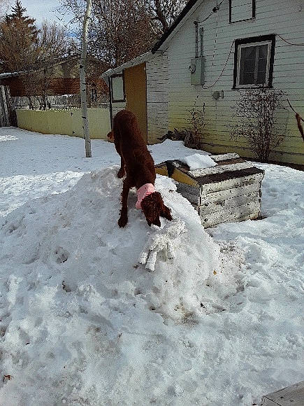 Lily Que is registered to the contest to win money with this photo: canidae, dog_breed, freezing, home, playing_in_the_snow, pointer, snow, sporting_group, winter