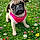 Chipie