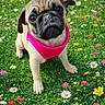 Chipie a rejoint le concours — aidez-le/la à gagner de superbes lots ! adorable, animal, closeup, cute, daisy, dog, flowers, grass, greenery, leash, nature, outdoor, pet, pink_harness, playful, pug, puppy, summer, wildflowers, young_dog