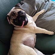 Chipie a rejoint le concours — aidez-le/la à gagner de superbes lots ! animal, canine, companion, couch, cute, dog, friendly, fur, green_couch, home, indoor, lying_down, pet, pillow, playful, pug, relaxed, resting, smiling, tongue_out