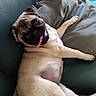 animal, canine, companion, couch, cute, dog, friendly, fur, green_couch, home, indoor, lying_down, pet, pillow, playful, pug, relaxed, resting, smiling, tongue_out