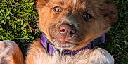 Astra participe au concours pour gagner de l'argent avec cette photo : animal, brown_fur, closeup, collar, cute, dog, fluffy, grass, happy, lying_down, nature, outdoor, pet, playful, puppy, purple_collar, relaxed, sunlight, white_paw, young_dog