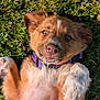 animal, brown_fur, closeup, collar, cute, dog, fluffy, grass, happy, lying_down, nature, outdoor, pet, playful, puppy, purple_collar, relaxed, sunlight, white_paw, young_dog