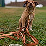 Astra participe au concours pour gagner de l'argent avec cette photo : adorable, animal, brown, canine, collar, cute, dog, field, fur, grass, green, leash, nature, outdoor, pet, playful, portrait, puppy, sitting, young