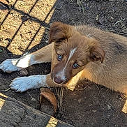 Astra a rejoint le concours — aidez-le/la à gagner de superbes lots ! puppy, dog, blue_eyes, brown_fur, white_paws, outdoor, dirt, wood_chips, shadows, sunlight, pet, animal, cute, young_dog, looking_up, fence_shadow, ground, playful, nature, adorable