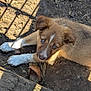 puppy, dog, blue_eyes, brown_fur, white_paws, outdoor, dirt, wood_chips, shadows, sunlight, pet, animal, cute, young_dog, looking_up, fence_shadow, ground, playful, nature, adorable