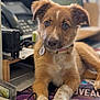 Astra a rejoint le concours — aidez-le/la à gagner de superbes lots ! animal, brown_fur, closeup, collar, curious, cute, desk, dog, focus, indoor, office, paper, pet, puppy, resting, stapler, tag, white_fur, workspace, young