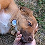 affection, animal, blue_eyes, brown_fur, calm, close_up, collar, companionship, dog, expression, face, fur, gentle, grass, hand, muzzle, nature, outdoor, pet, resting