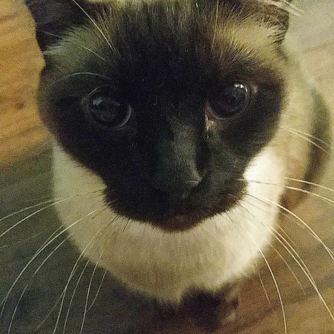 Tilly joined the competition — help win amazing prizes! balinese, birman, burmese, carnivore, cat, eye, felidae, himalayan, javanese, kitten, mammal, nose, ojos_azules, siamese, small_to_medium_sized_cats, snout, snowshoe, thai, tonkinese, whiskers