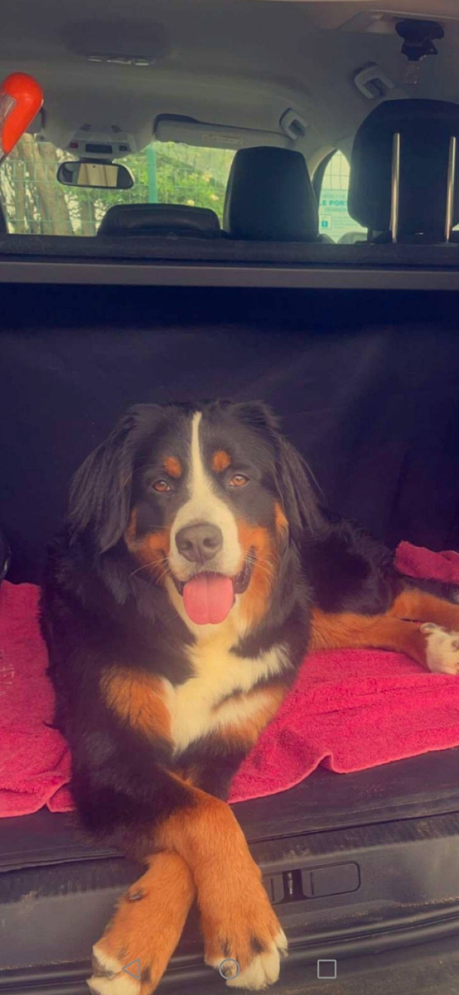 Tia a rejoint le concours — aidez-le/la à gagner de superbes lots ! bernese_mountain_dog, bored, canidae, carnivore, companion_dog, dog, dog_breed, fur, giant_dog_breed, light, smile, snout, sporting_group, terrestrial_animal, tints_and_shades, working_animal, working_dog