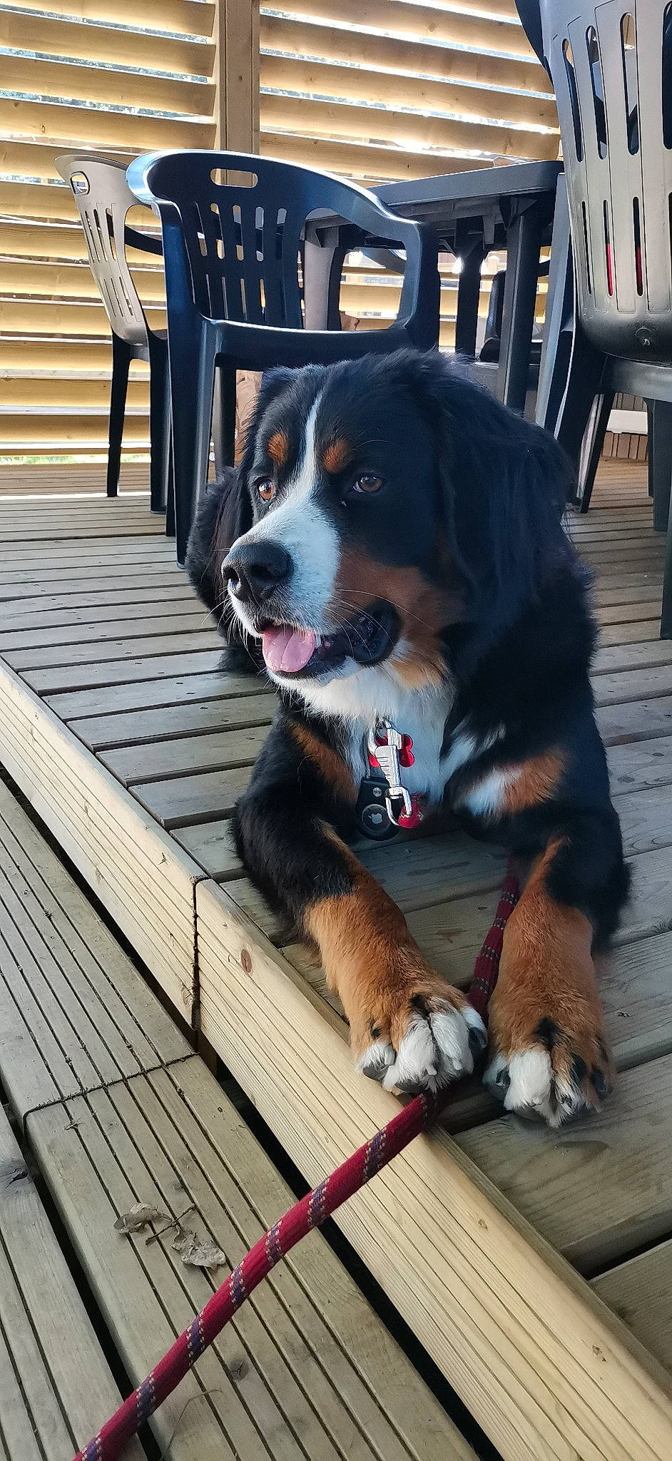 Tia participe au concours pour gagner de l'argent avec cette photo : canidae, carnivore, chair, collar, companion_dog, deck, dog, dog_breed, fur, giant_dog_breed, hardwood, outdoor_furniture, plank, snout, sporting_group, table, tail, wood, working_animal, working_dog