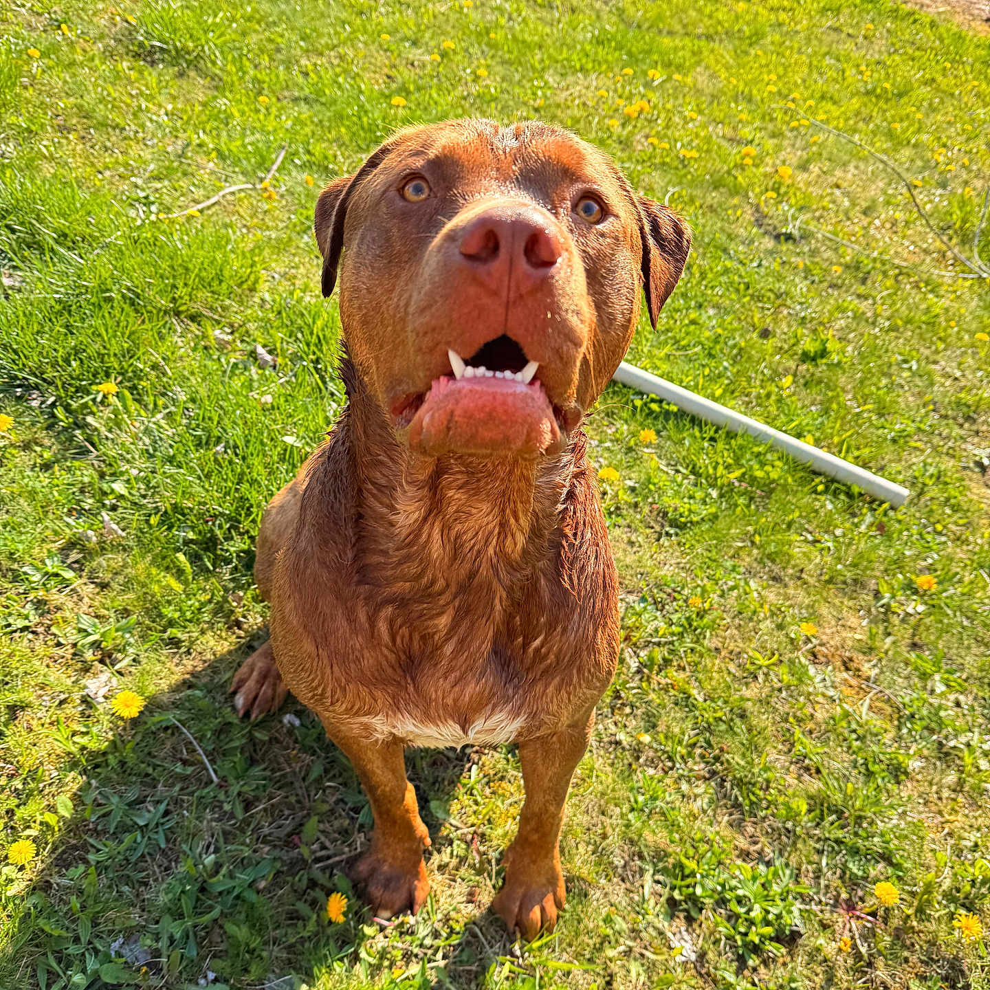 Rubin joined the competition — help win amazing prizes! animal, bodypart, bulldog, canine, dog, field, flower, grass, grassland, hound, labradorretriever, lawn, mouth, nature, outdoors, person, pet, plant, puppy, summer