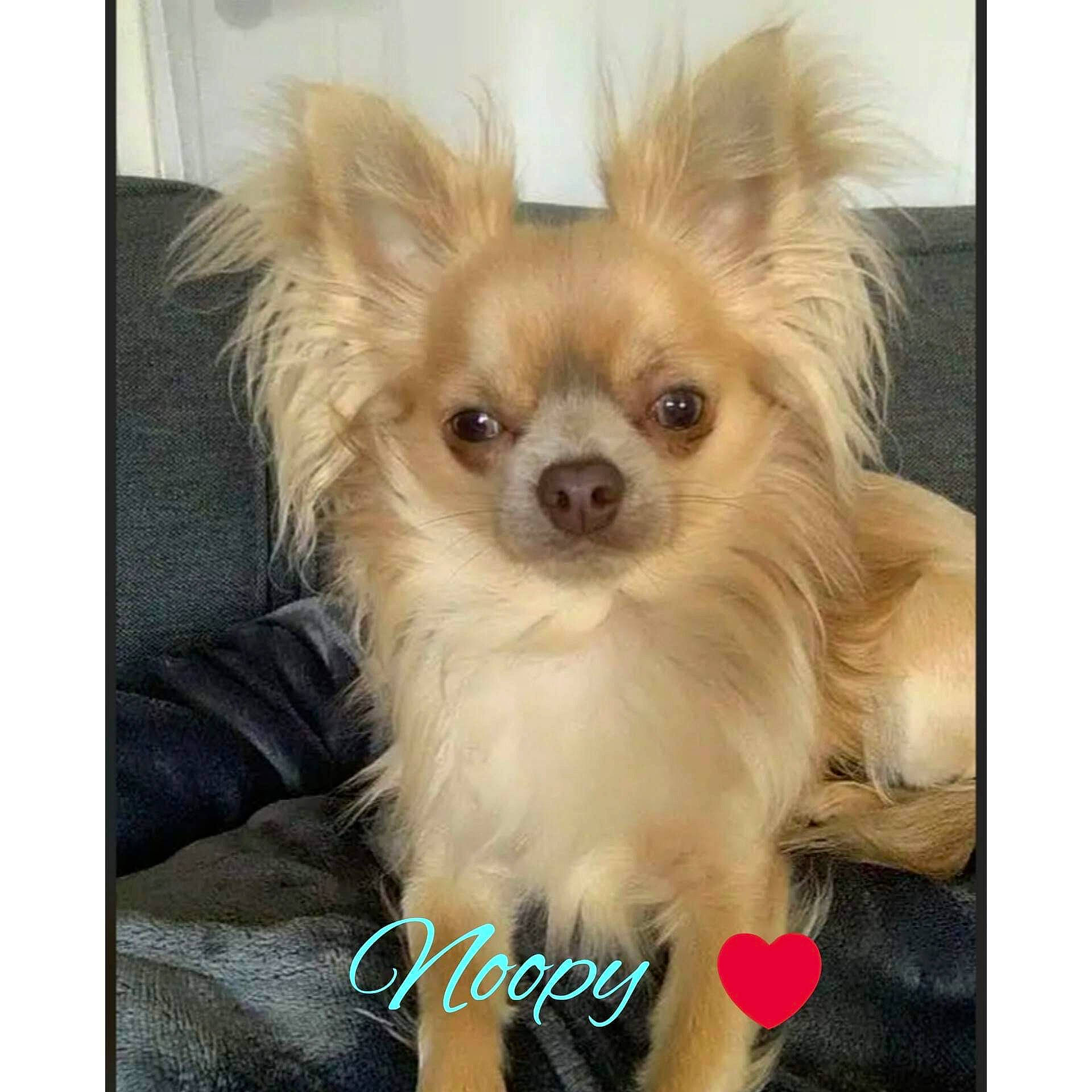 Noopy participe au concours pour gagner de l'argent avec cette photo : canidae, carnivore, chair, companion_dog, dog, dog_breed, dog_supply, ear, fashion_accessory, fawn, font, fur, liver, non_sporting_group, pet_supply, photo_caption, snout, toy_dog, whiskers, working_animal