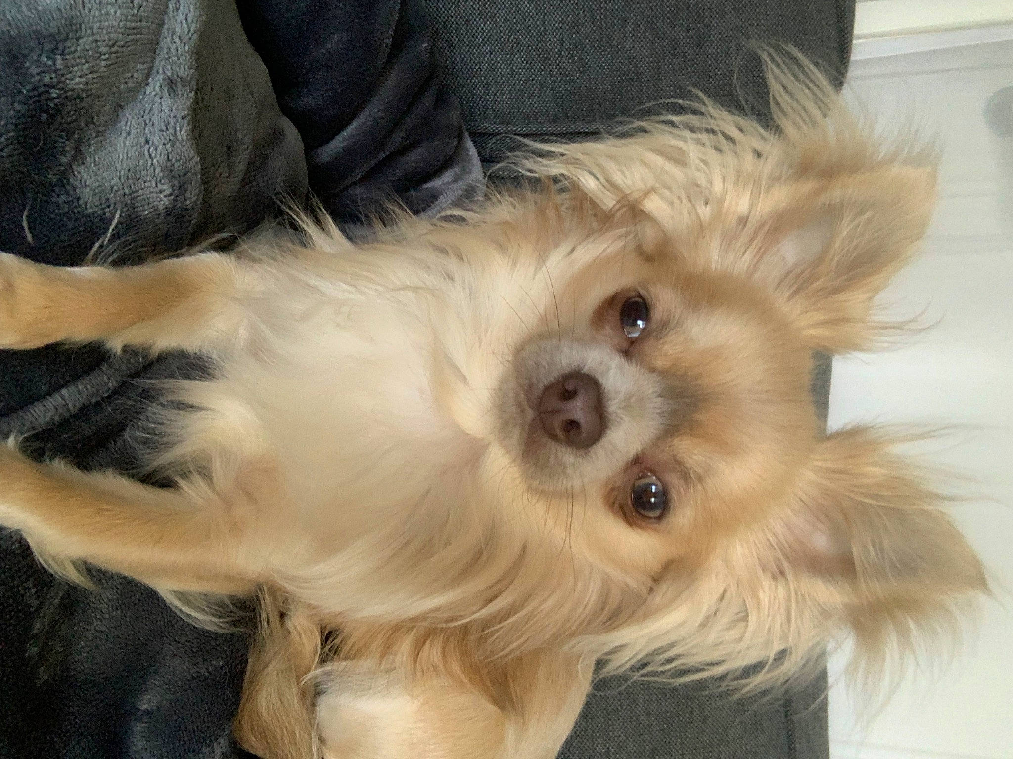 Noopy a rejoint le concours — aidez-le/la à gagner de superbes lots ! canidae, carnivore, companion_dog, dog, dog_breed, dog_supply, fawn, fur, liver, maltepoo, non_sporting_group, paw, puppy, small_terrier, sporting_group, terrier, toy_dog, whiskers, working_animal