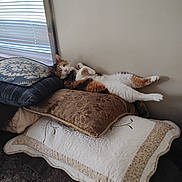 Flower joined the competition — help win amazing prizes! cat, calico_cat, pillow, blanket, indoor, window, blinds, resting, sleeping, feline, pet, cozy, relaxed, home, domestic_animal, fur, nap, soft_light, decor, wall