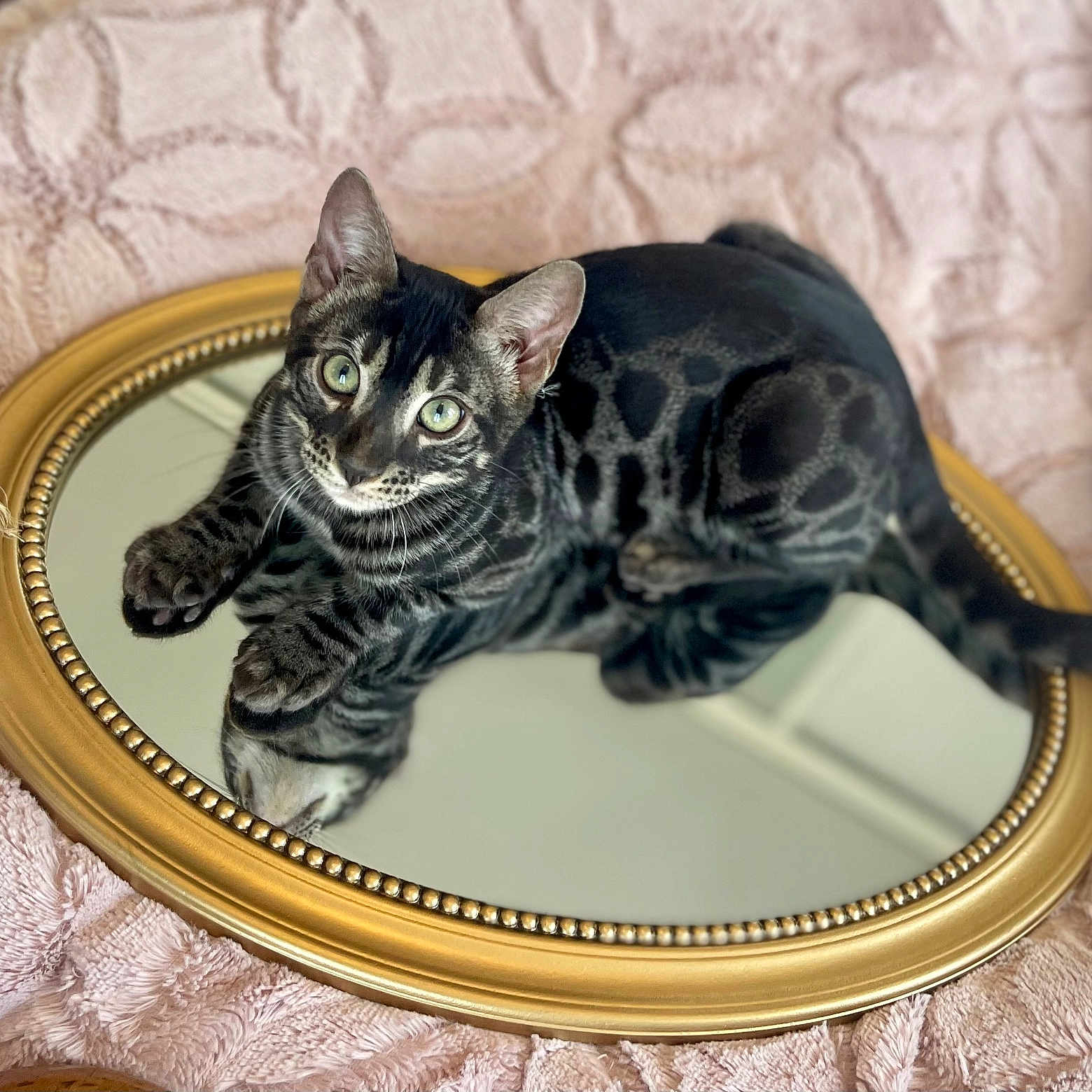 Urican participe au concours pour gagner de l'argent avec cette photo : abyssinian, animal, art, cat, egyptiancat, face, fisheye, food, head, kitten, manx, meal, mirror, oval, person, pet, photography, porcelain, portrait, pottery