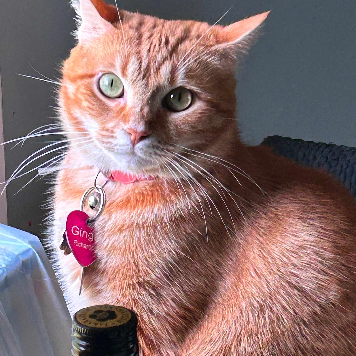 Ginger joined the competition — help win amazing prizes! abyssinian, angora, animal, beverage, cat, egyptiancat, kitten, manx, pet