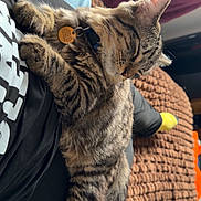 Milo is registered to the contest to win money with this photo: animal, bed, blanket, cat, collar, comfort, cozy, cute, domestic, feline, fur, indoor, lap, person, pet, relaxation, resting, sleeping, striped, tabby