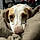Arlo