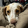 Arlo is registered to the contest to win money with this photo: dog, close_up, blanket, indoor, pet, cozy, brown, white, snuggled, comfort, animal, face, fur, sleepy, resting, cute, eyes, nose, warm, relaxation