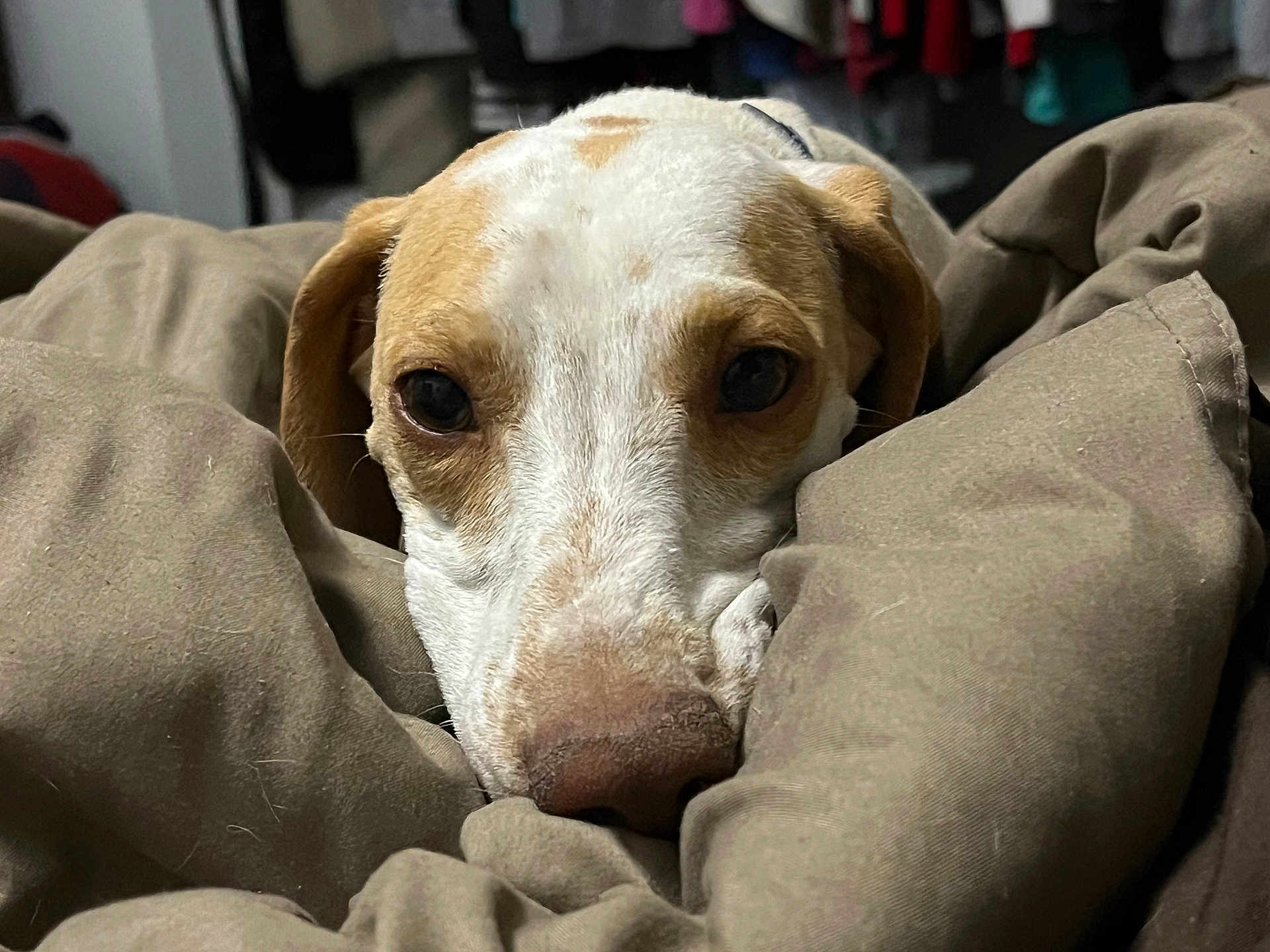 Arlo