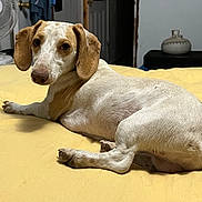 Arlo joined the competition — help win amazing prizes! dog, bed, indoor, yellow_bedspread, floppy_ears, pet, resting, curious, fur, animal, mammal, domestic, canine, paw, snout, ears, nose, home, furniture, vase