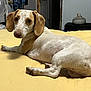 dog, bed, indoor, yellow_bedspread, floppy_ears, pet, resting, curious, fur, animal, mammal, domestic, canine, paw, snout, ears, nose, home, furniture, vase