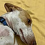 Arlo is registered to the contest to win money with this photo: dog, pet, close_up, lying_down, collar, brown_and_white, fur, animal, canine, resting, yellow_background, side_profile, domestic_animal, cute, calm, whiskers, snout, ear, sleepy, relaxed