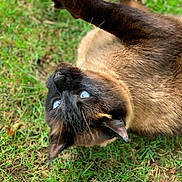 Nimbus a rejoint le concours — aidez-le/la à gagner de superbes lots ! cat, siamese_cat, blue_eyes, grass, outdoor, pet, animal, feline, playful, lying_down, paw, fur, nature, closeup, whiskers, ears, cute, relaxed, mammal, daylight