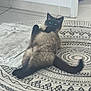 Nimbus participe au concours pour gagner de l'argent avec cette photo : cat, siamese, fluffy, lying_down, relaxed, indoor, rug, patterned_rug, tail, paws, fur, floor, tile_floor, home, pet, animal, whiskers, ears, dark_face, light_body