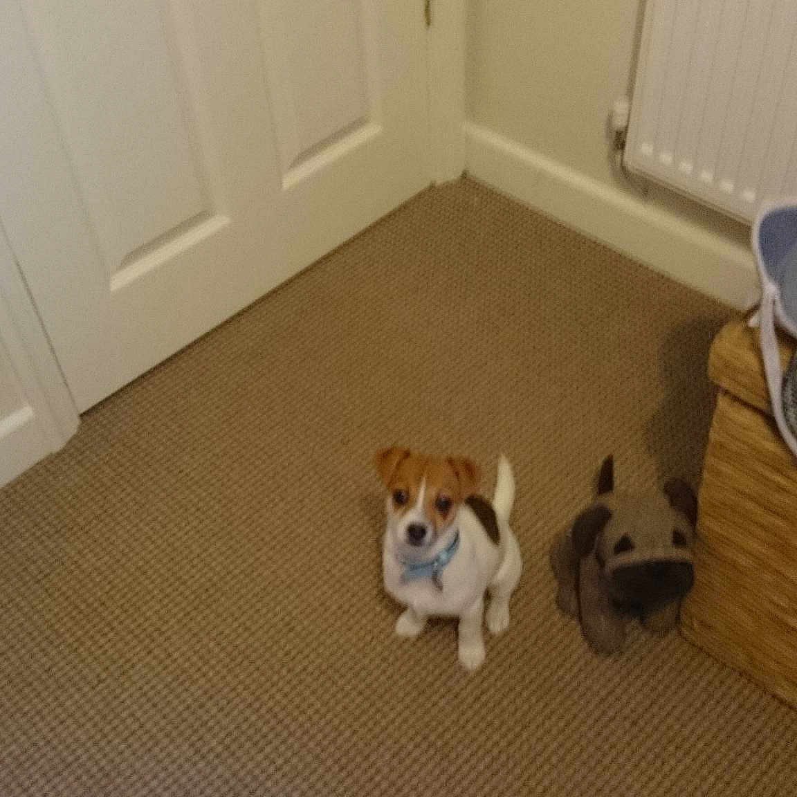 Lola joined the competition — help win amazing prizes!