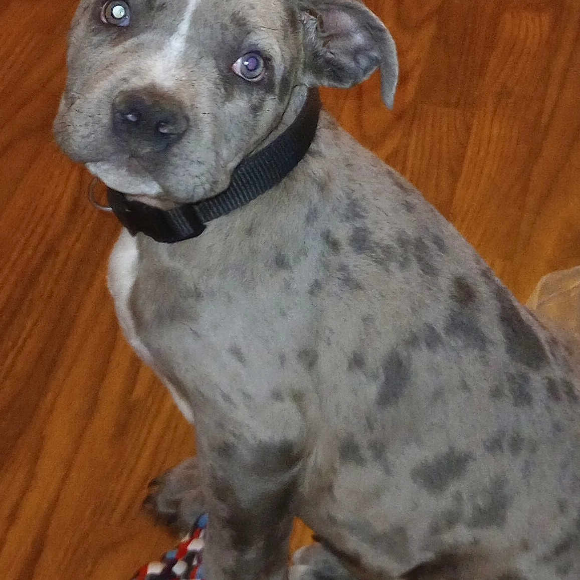Trippy is registered to the contest to win money with this photo: animal, collar, companion, cute, dog, ears, fur, indoor, looking_up, nose, paws, pet, playful, puppy, rope_toy, sitting, spotted, toy, wooden_floor, young