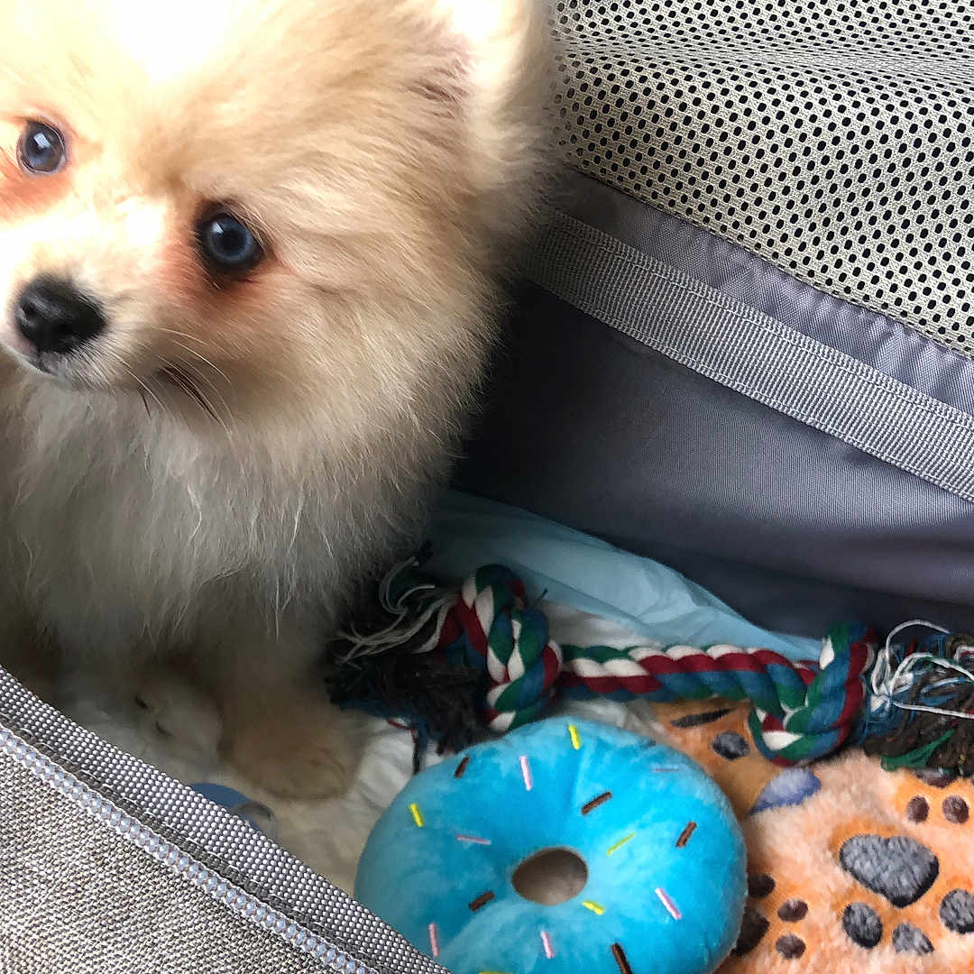 Vegas participe au concours pour gagner de l'argent avec cette photo : accessories, animal, bag, bread, canine, couch, cream, cushion, dessert, dog, eskimodog, food, furniture, handbag, homedecor, icing, pet, puppy, sweets, terrier