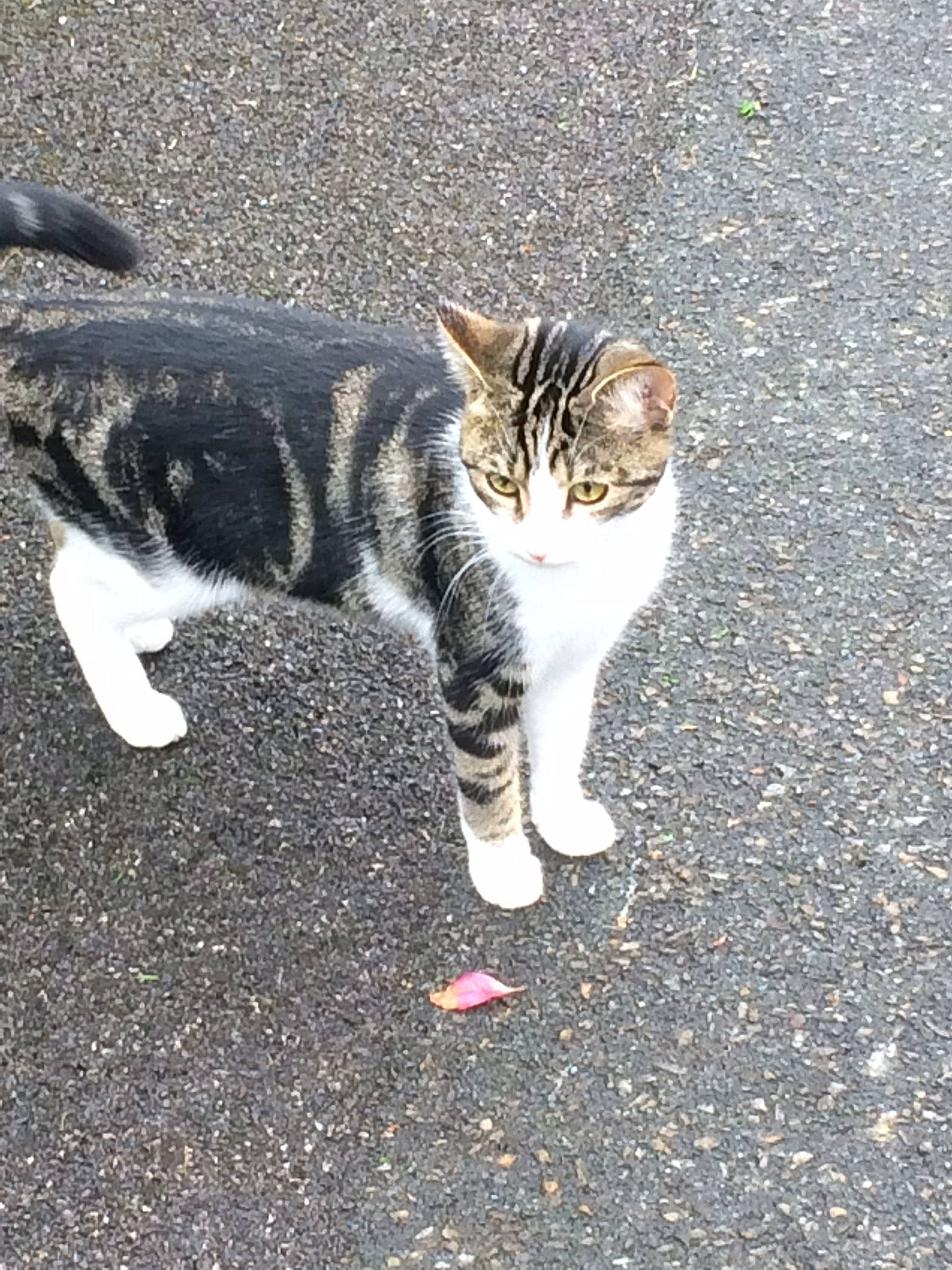 Sergeant Fuzzy Boots is registered to the contest to win money with this photo: asphalt, carnivore, cat, claw, domestic_short_haired_cat, eye, felidae, fur, grass, human_leg, paw, road_surface, sand, sitting, small_to_medium_sized_cats, snout, soil, tail, terrestrial_animal, whiskers