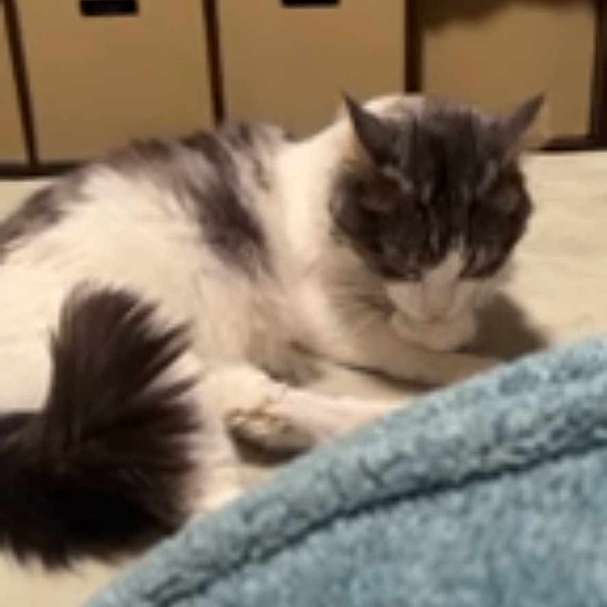 Smokey is registered to the contest to win money with this photo: blanket, calm, cat, cozy, domestic, ears, fluffy, fur, furniture, household_items, indoor, mirror, pet, relaxing, resting, soft_surface, storage_bins, table, tail, water_bottle