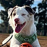 Yoshi is registered to the contest to win money with this photo: animal, ball, brown_ground, canine, closeup, daytime, dog, grass, green_harness, happy, leash, nature, outdoor, pet, playful, portrait, sky, sunlight, tongue_out, trees