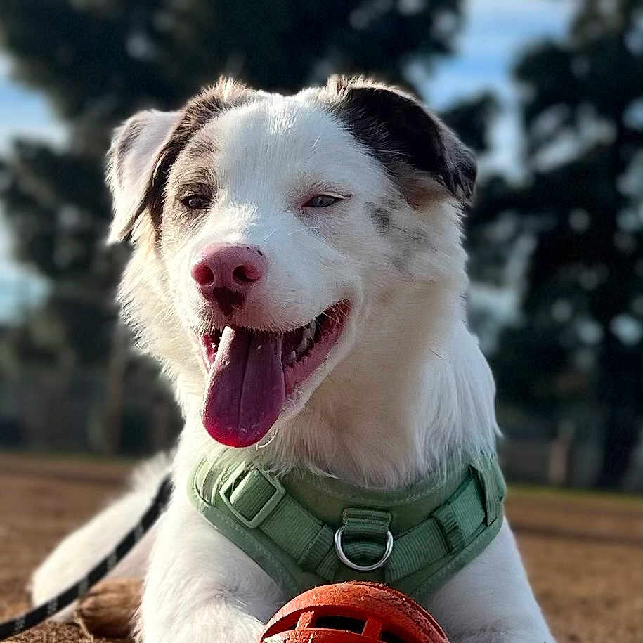 Yoshi